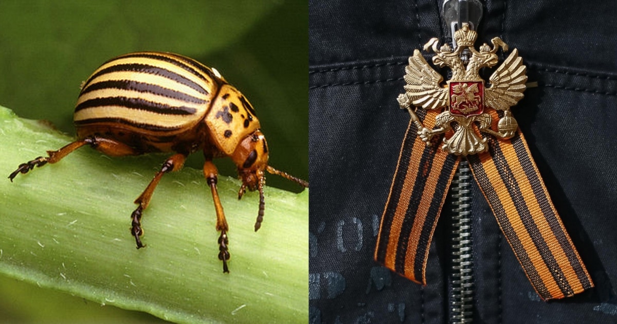 Үлкен жопадағы порно трах