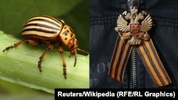 Many Ukrainian nationalists have drawn unfavorable comparisons between the bright orange-and-black stripes of the Colorado beetle (left) and the colors of the St. George ribbon (right), which is often worn by pro-Russia separatists. 