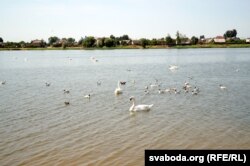 Ужо некалькі год на возеры жывуць лебедзі. Раней яны прыляталі сюды толькі ўзімку