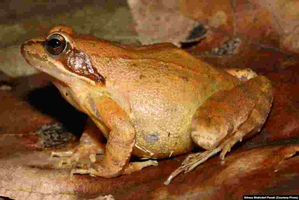 قورباغه جنگلی،&nbsp;Rana pseudodalmatina،&nbsp;پراکندگی در ايران:&nbsp;گيلان، مازنداران، گلستان و اردبيل،&nbsp;طول کل بدن:&nbsp;۵۸&nbsp; ميليمتر