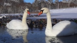 Больш за 100 лебедзяў і качак замярзаюць пад Менскам
