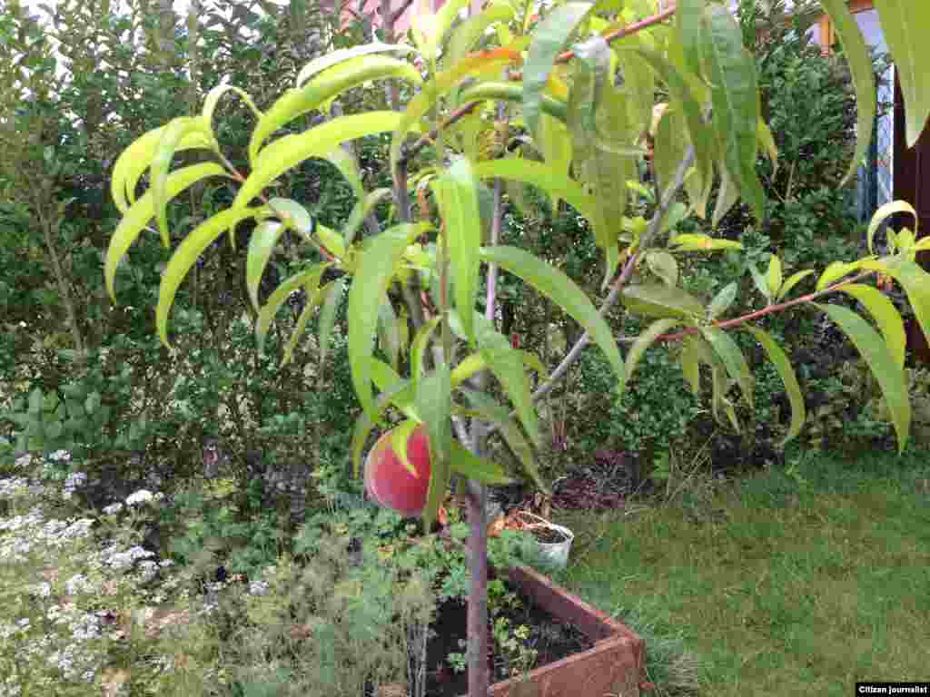 Кхушара дуьххьара шаптал латийна тхан бешахь. Цхьаъ бен яцахь а, йоккха ю...