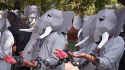 نوي دلي کې پر فیلانو د تشدد ضد احتجاج شوی دی