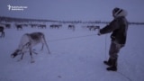 The Reindeer Herders