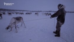 The Reindeer Herders