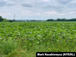 Sunflower stalks begin to sprout in the village of Trypillya in the Kyiv region.