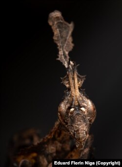 Mantisa fantomă sau Phyllocrania paradoxa, pe care Niga o păstrează, împreună cu o altă mantisă și o mulțime de alte furnici, ca animal de companie.
