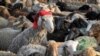 As Russia's invasion of Ukraine sends food prices soaring across the world, many people said they couldn't afford the livestock for the ritual sacrifice.