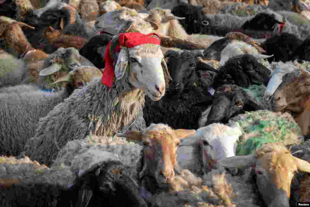 Sheep prepared for slaughtering are seen during celebrations of the Muslim festival of sacrifice Eid al-Adha in Kazan, Russia July 20, 2021