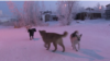 Собаки на улице Якутска
