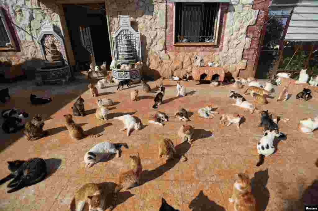 Cats are pictured at Ernesto's sanctuary for cats in Idlib, Syria March 28, 2021. Picture taken March 28, 2021
