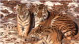 Russia - Struggle for survival of the Amur tiger which are classed as 'endangered' species