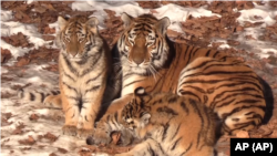 Borba za opstanak sibirskog tigra