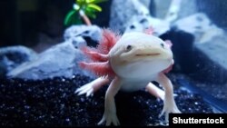 Axolotl, peștele mergător mexican