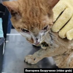 Обожженые в пожаре кошки из якутского села Бясь-Кюёль