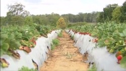 Сӯзан дар қулфинай аз куҷо пайдо шуд?