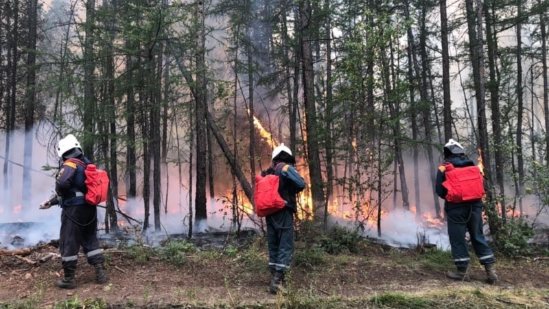 Более 3 миллионов гектаров леса сгорело в Сибири в 2022 году