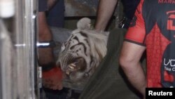 Тигра, який загриз людину у Тбілісі, довелося застрелити, 17 червня 2015 року