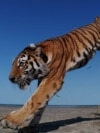 Балқаш қорығына Амур жолбарысы жіберілді