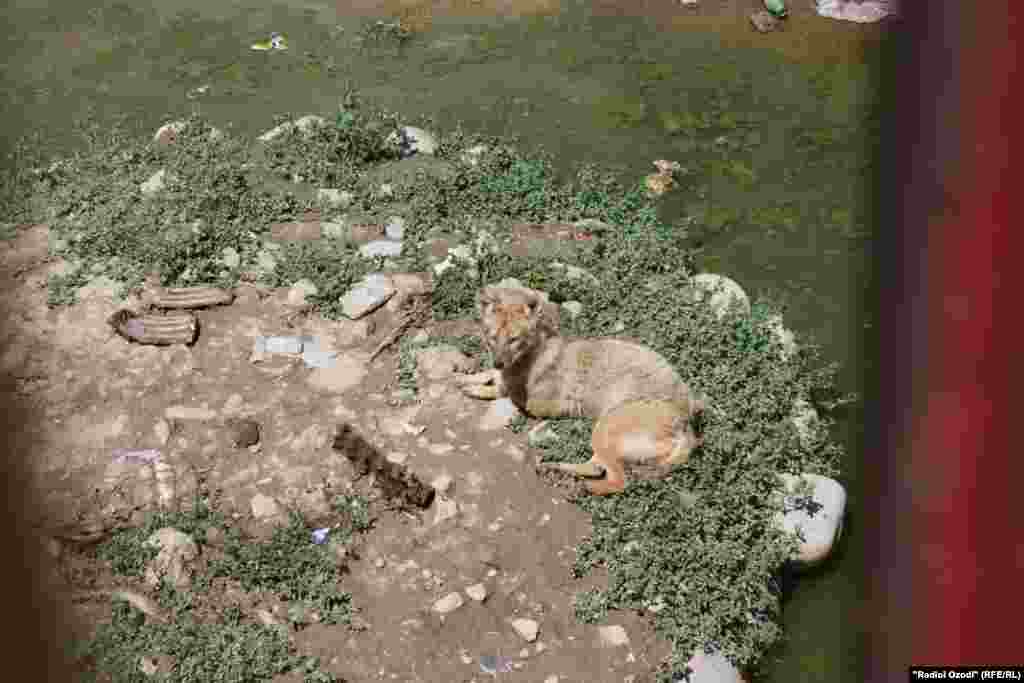 Шағол дар Боғи ҳайвонот.