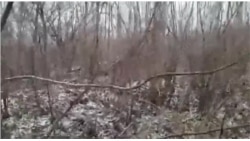 Такую землю предлагают многодетным в Хабаровске