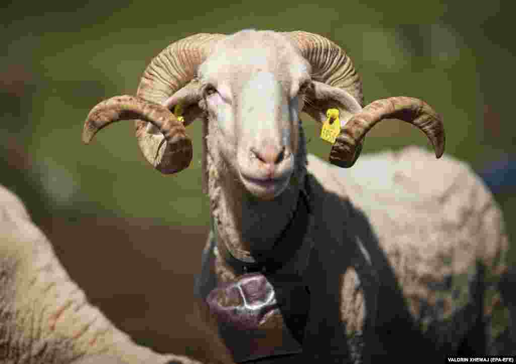 A ram in the Sharr Mountains. There used to be hundreds of thousands of sheep here centuries ago, but now there are just a few thousand left.