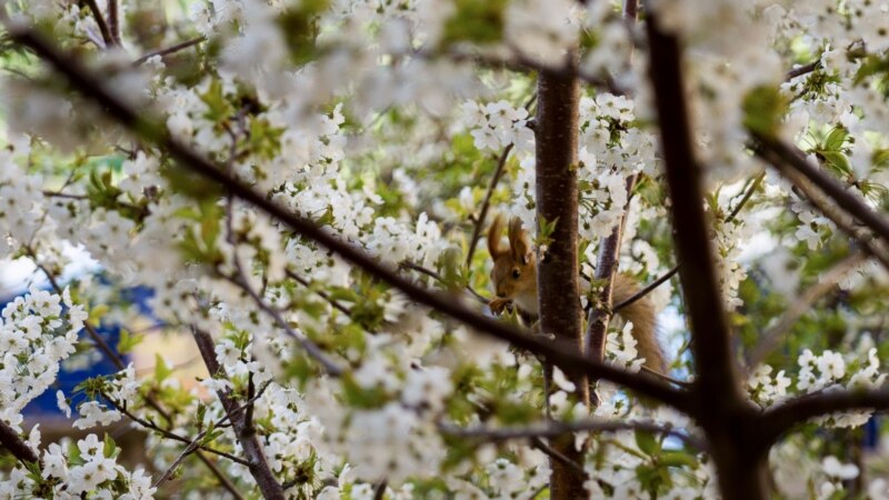 Белка на цветущей черешне под многоэтажкой в Симферополе | Крымское фото дня