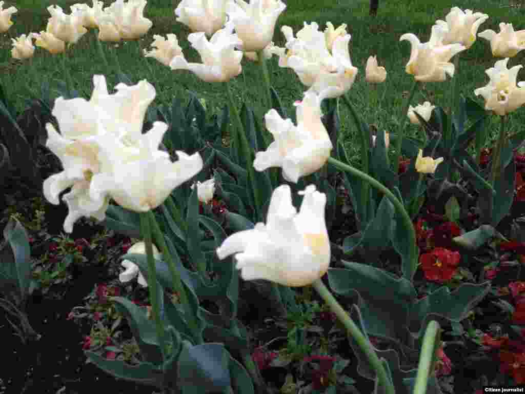 Зезагаш, зезагаш...