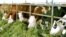 Әзербайжандық Agrolizing компаниясы Австриядан әкелген сиырлар.  