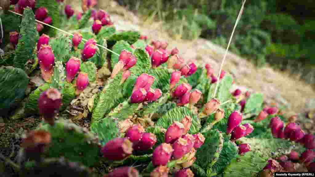 Плоди опунції &ndash; одного з різновидів кактуса. Вони, як і листя, цілком їстівні й корисні. З них роблять компоти, варення і цукати&nbsp;