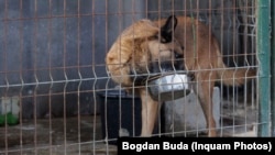 Zeci de mii de câini au fost eutanasiați, inclusiv brutal, în contracte de milioane de euro, bani publici.