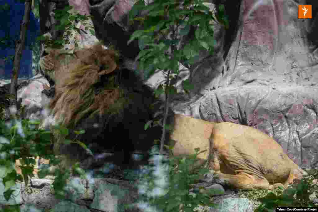 مسئولان باغ&zwnj;وحش ارم می&zwnj;گویند کلیه استانداردهای موجود برای زیست مناسب هیرمان در ساخت خانه جدید او رعایت شده است.