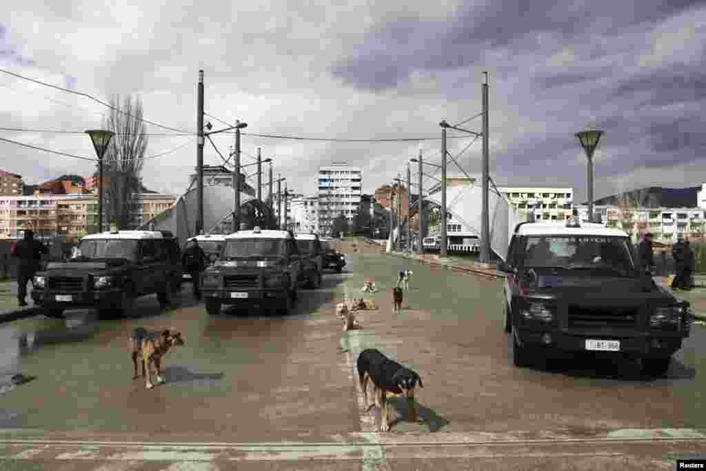 Dogs gather near the main bridge across the Ibar River in Mitrovica, guarded by security forces.
