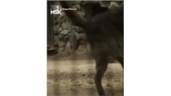 Новосибирский зоопарк снял видео с новорожденными волчатами