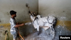 A worker applies foam to clean a bull during a spray wash at a service station ahead of the Muslim festival Eid al-Adha, on July 30. 