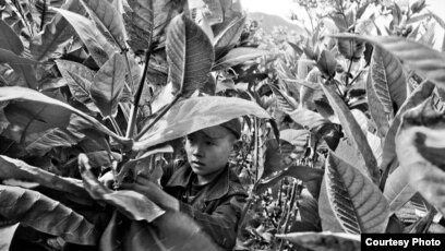 Tobacco Workers In Kazakhstan Face Exploitation, Child Labor