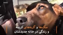 سگ‌ها و گربه‌های کریمه و زندگی در خانه جدیدشان