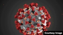 Coronavirus, structura morfologică