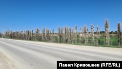Глубокая обрезка лесополосы у Белогорска, апрель 2026 года