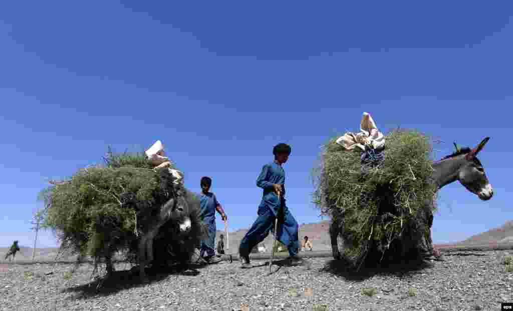 Afghan boys transport plants using donkeys in the western city of Herat. (epa/Jalil Rezayee)