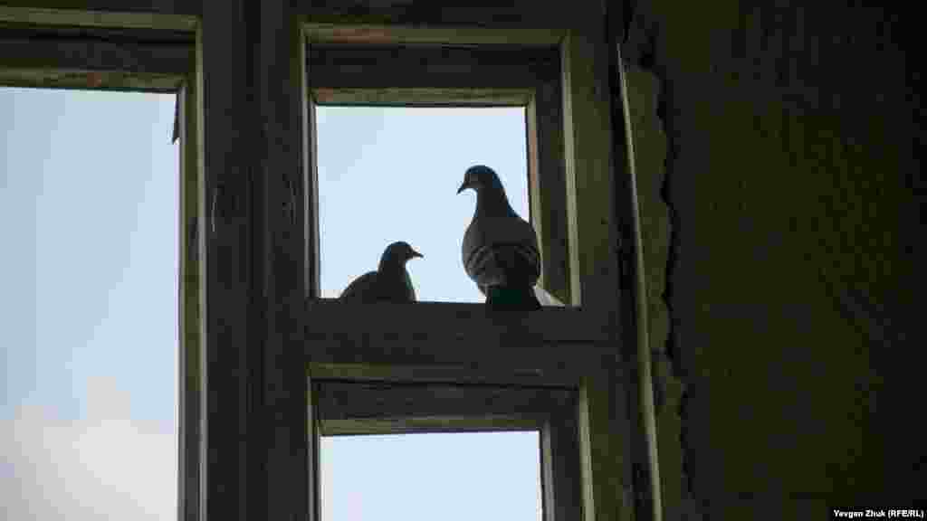 Дикі голуби, які оселилися в будівлі, зовсім не бояться людей