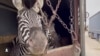 گورخرهای آفریقایی در راه انتقال به باغ وحش صفادشت