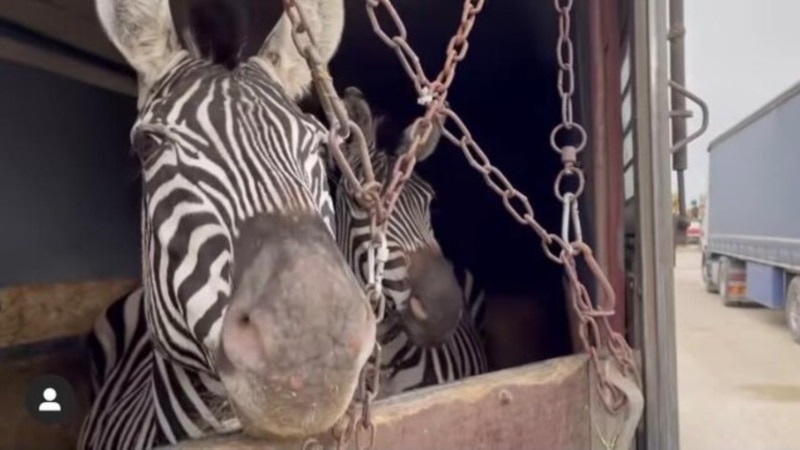 دومین گورخر آفریقایی در باغ وحش صفادشت  تلف شد