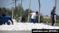 Türkmenistanda ýygnalan pagta hasyly. Arhiwden alnan surat