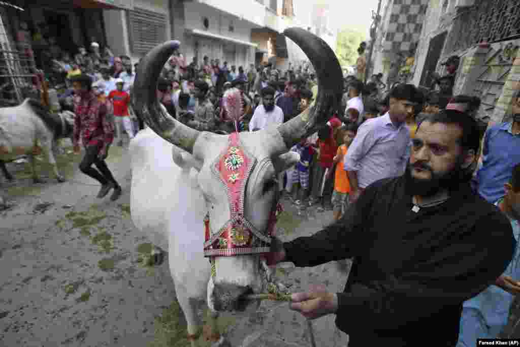 A man holds a bull to sell at a market after bringing the animal down from the rooftop of his three-story home in Karachi.