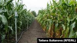 În R. Moldova sunt peste 2,3 milioane de hectare de terenuri agricole, dintre care 345 de mii de hectare sunt în paragină.