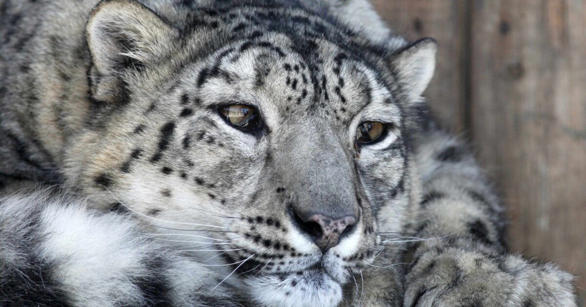 Snow Leopard - Zoozoo Animal World - Hameray Publishing