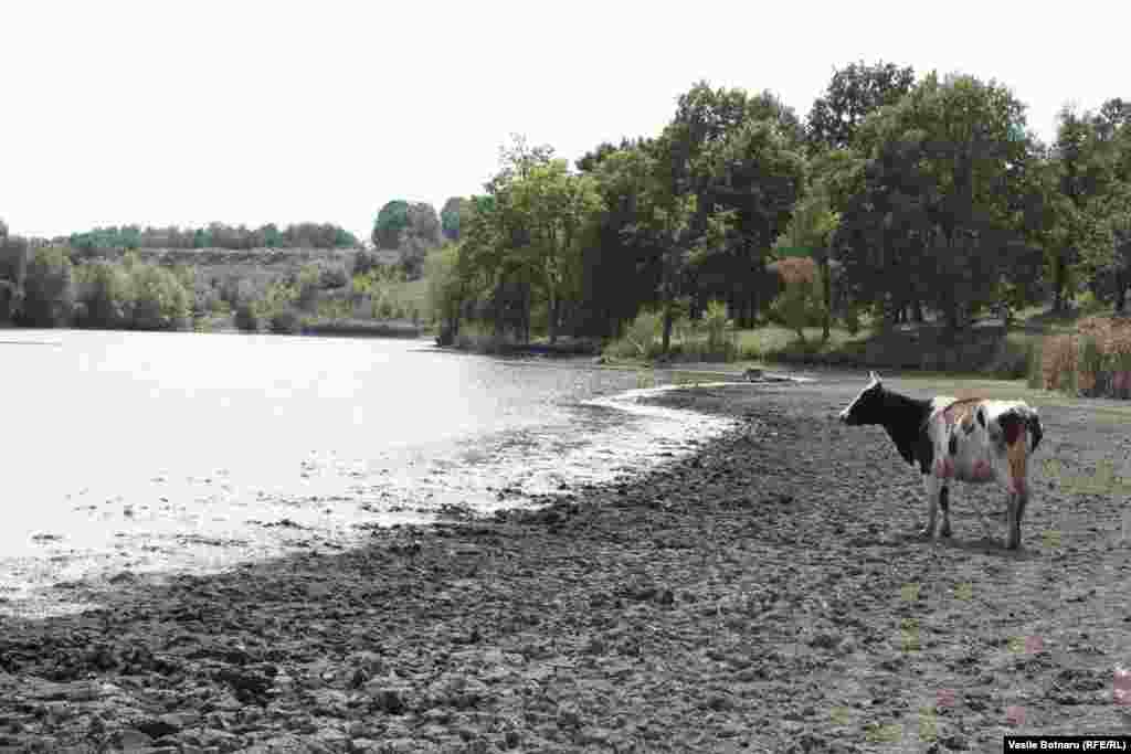 Peisaj dezolant pe malul Lacului Sestaci, lîngă Șoldănești