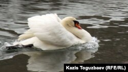 Ptičji grip, poznat i kao virus H5N8, u proteklih deset dana usmrtio je 15 jedinki labuda grpca