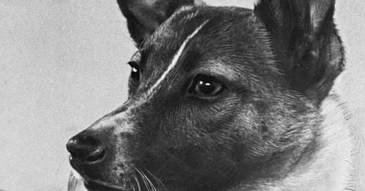 Laika The Space Dog